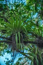 Epiphytes in wild tropics. Parasits plants on tree branch