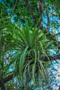 Epiphytes in wild tropics. Parasits plants on wood