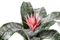 Epiphytic Bromelia aechmea primera plant with pink flower Royalty Free Stock Photo