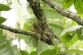 Epiphytic bromeliad Bromelia on tree