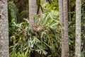 Epiphytic bromeliad growing on tree trunk Royalty Free Stock Photo