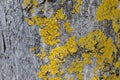 Epiphytic lichens on tree bark. Xanthoria parietina Royalty Free Stock Photo