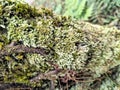 Epiphytic Moss Species on Wood Royalty Free Stock Photo