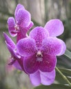 An Epiphytic Orchid Flower, Genus Vanda Royalty Free Stock Photo