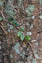 Epiphytic plant on tree trunk, Microgramma squamulosa, Rio Royalty Free Stock Photo