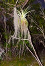 Epiphytic plants (Bromelia sp.) in a humid mangrove forest in Florida