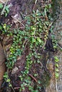 Epiphytic plants on tree trunk, Microgramma squamulosa, Rio Royalty Free Stock Photo
