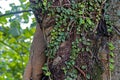 Epiphytic plants on tree trunk, Microgramma squamulosa, Rio Royalty Free Stock Photo