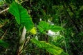 Epiphytic plants Royalty Free Stock Photo