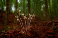 Epipogium aphyllum, Ghost Orchid, in the nature forest habitat, wide angle, Sumava NP, Czech Republic. Two flowers in the nature