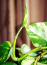 Epipremnum aureum, commonly known as `potus`, `pothos` or `potos` Royalty Free Stock Photo