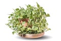 Epipremnum aureum in decorative pot Royalty Free Stock Photo