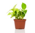 Epipremnum aureum (family Araceae) plant in pot Royalty Free Stock Photo