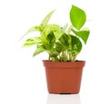 Epipremnum aureum (family Araceae) plant in pot Royalty Free Stock Photo