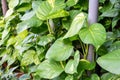 Epipremnum Aureum Giant Golden Pothos foliageflo