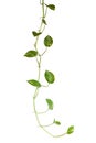 Epipremnum aureum or golden pothos isolated on white background.