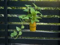 Epipremnum aureum or golden pothos in yellow pot hung beside the black wooden balcony. Royalty Free Stock Photo