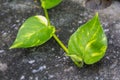 Epipremnum aureum