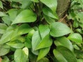 Epipremnum aureum leaves. Also known as Golden pothos, MoneyMarble queen pothos, Variegatedphilodendron, Neon Pothos Royalty Free Stock Photo