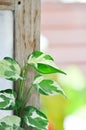 Epipremnum aureum ,Linden and Andre or ARACEAE or bicolor leaf Royalty Free Stock Photo