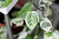 Epipremnum aureum ,Linden and Andre Royalty Free Stock Photo