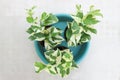 Epipremnum aureum ,Linden and Andre Royalty Free Stock Photo