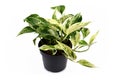 `Epipremnum Aureum Marble Queen` tropical pothos house plant with white variegation in flower pot on white background