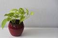 Epipremnum aureum (neon pothos) - houseplant with light green leaves.