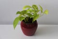 Epipremnum aureum (neon pothos) - houseplant with light green leaves.