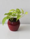 Epipremnum aureum (neon pothos) - houseplant with light green leaves.