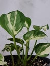 Epipremnum Aureum Njoy Royalty Free Stock Photo