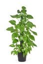 Epipremnum aureum plant or golden pothos Royalty Free Stock Photo