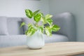 Epipremnum aureum plant or Golden pothos Royalty Free Stock Photo