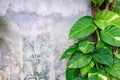 Epipremnum aureum plant growing on cement wall Royalty Free Stock Photo