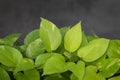 Epipremnum aureum plants, beautiful golden and neon color of leaves heart-shaped. Royalty Free Stock Photo