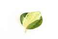 Epipremnum aureum popular ornamental houseplant leaf closeup Royalty Free Stock Photo