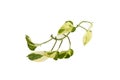Epipremnum aureum pothos branch on a white isolated background Royalty Free Stock Photo