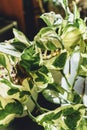 Epipremnum aureum or scindapsus variegated close up at home. Indoor gardening.