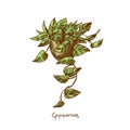 Epipremnum. Houseplants vector illustrations. Urban jungles. Plants are friends.