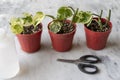 Epipremnum Njoy pothos houseplant propagating in small plants. indoor plants propagation concept