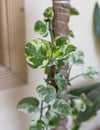 Epipremnum Njoy Pothos money plant with selective focus Royalty Free Stock Photo