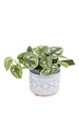 Epipremnum pictum Argyraeus or Satin Pothos