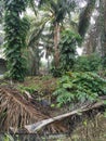 Epipremnum pinnatum plant creeping wildly on the palm-trees.