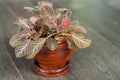 Episcia cupreata (Hook.) Hanst) Royalty Free Stock Photo