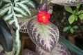 Episcia cupreata plant or flame violet plant on pot in the garden.Episcia Cupreata Hook. Hanst