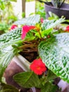 Episcia flowers that bloom again are very wonderful to look at