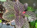 Episcia flowers are forest plants that are starting to become popular with some people in Cikarang