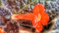 Episcia flowers looks like trompet shape