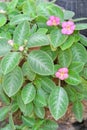 Episcia Lil Lemon plant with pink flowers