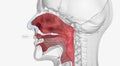 Epistaxis is a nosebleed caused either by injury or appearing spontaneously